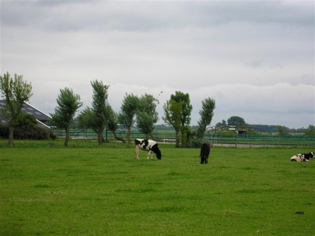 Bij de koeien in het land