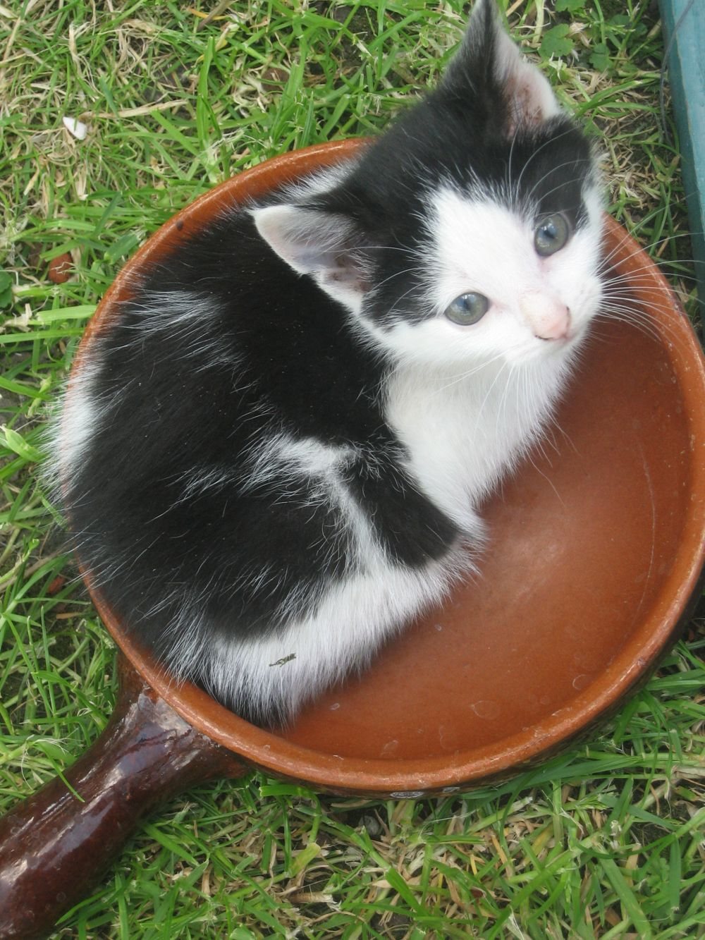 Poes in de schaal